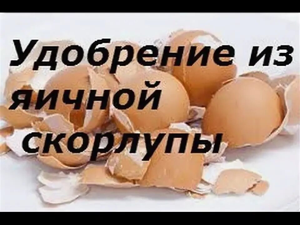 Как из яичной скорлупы сделать кальций. Яичная скорлупа для огорода. удобрения яичная скорлупа состав. яичная скорлупа подкормка цветы. подкормка из яичной скорлупы.