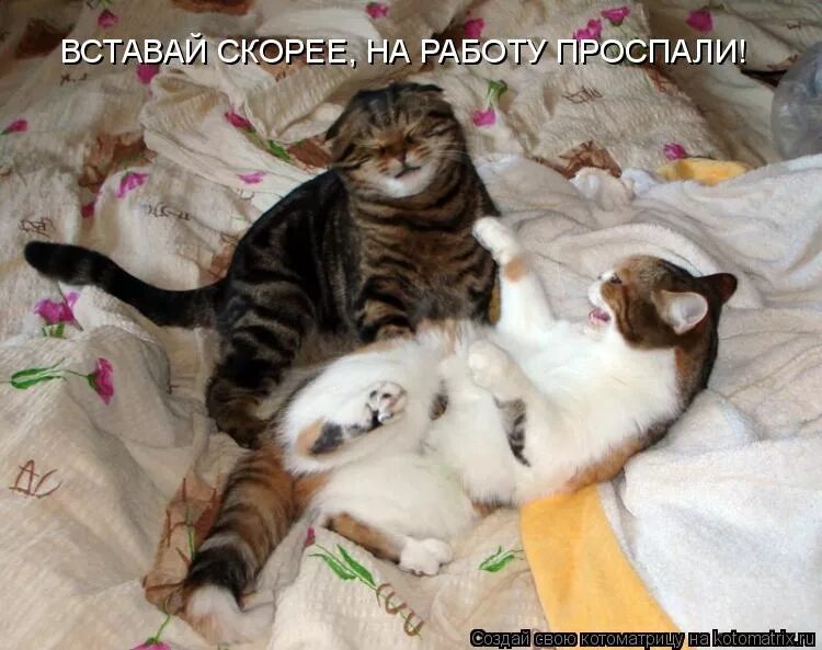 вставай быстрей