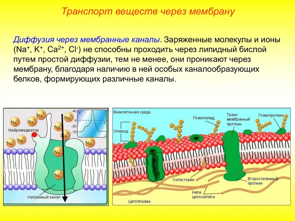 Липидный бислой мембраны. Клеточная мембрана транспорт веществ. Клеточная стенка бислой. Транспорт мембраны клетки. Диффузный путь