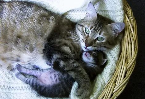 Grosses bites