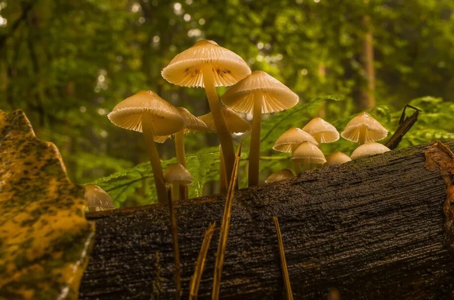 Picking mushrooms. Filip Eremita грибы. Красивые грибочки. Самые красивые грибы. Дикие грибы.