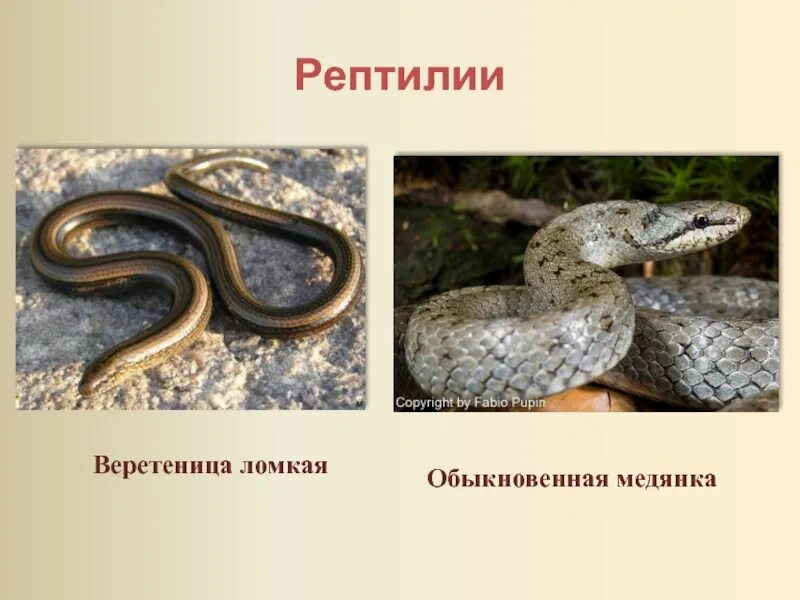 Яйцеживорождение у пресмыкающихся