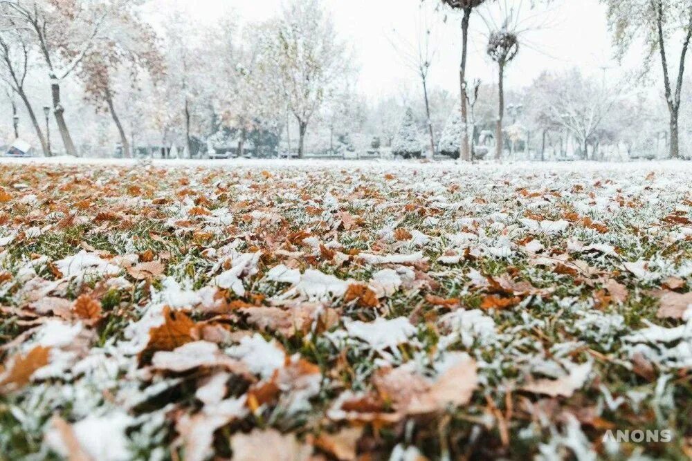 Снежная осень. Встретили первый снег. Встретили первый снег. Поздняя осень. Рябина в снегу.
