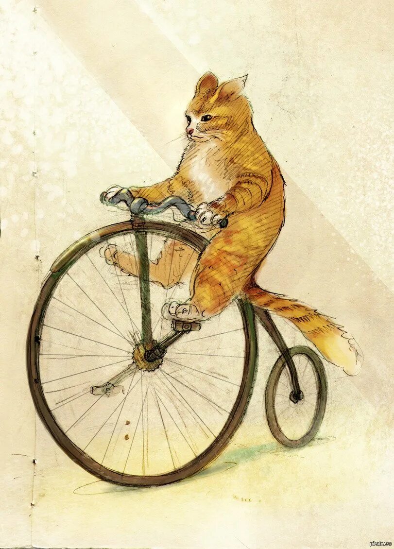 Кот едет на велосипеде. Кошка на велосипеде. кот велосипедист. велосипед рисунок. забавные рисунки.