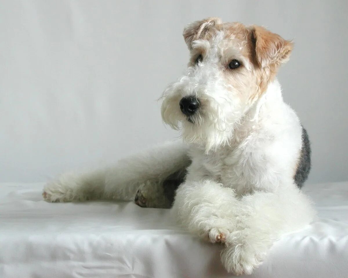 фокс терьер жесткошестрный. фокстереье жостко шорстный. терьер фокс фокстерьер. гладкошёрстный фокстерьер терьеры. фокстерьер.