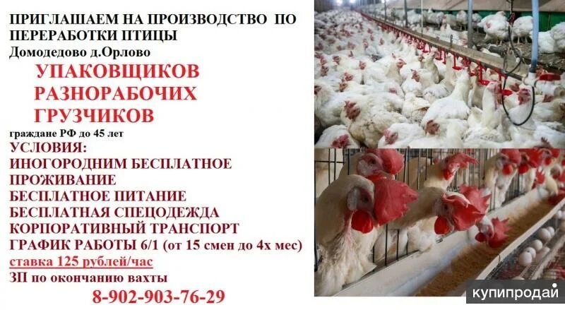 Производство приглашаем. Производство приглашаем. Приглашение на производство. Производство приглашаем. Производство приглашаем.