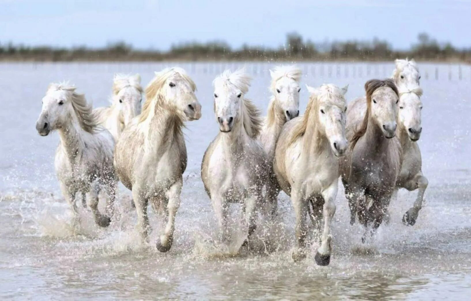 9 лошадей. Девять лошадей. Белая лошадь. 9 лошадей. Камаргу лошадь.