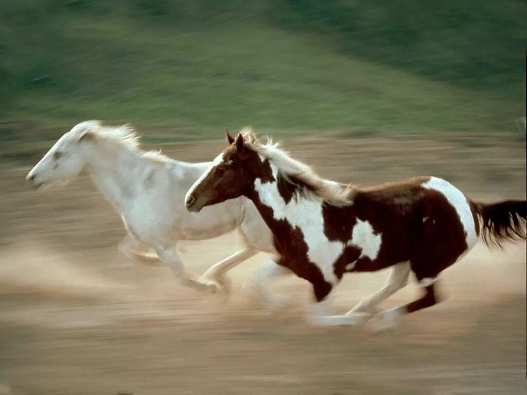 Убегающий конь. Лошадь бежит. Лошадь бежит галопом. Лошадь мчится. Две лошади.