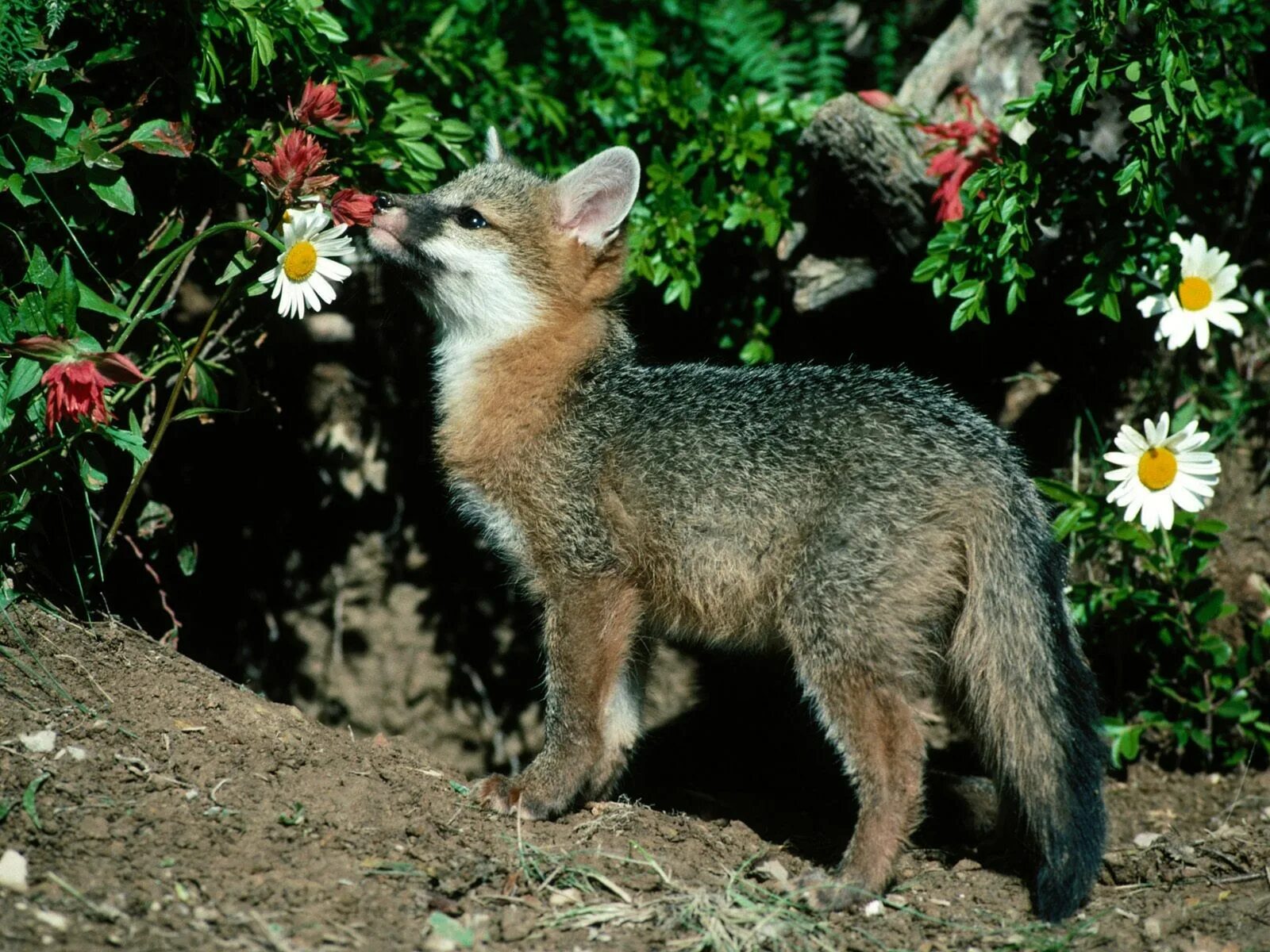 Пампасская лисица Южной Америки. Лиса. Лиса летом. Лисенок в цветах. Fox цвет