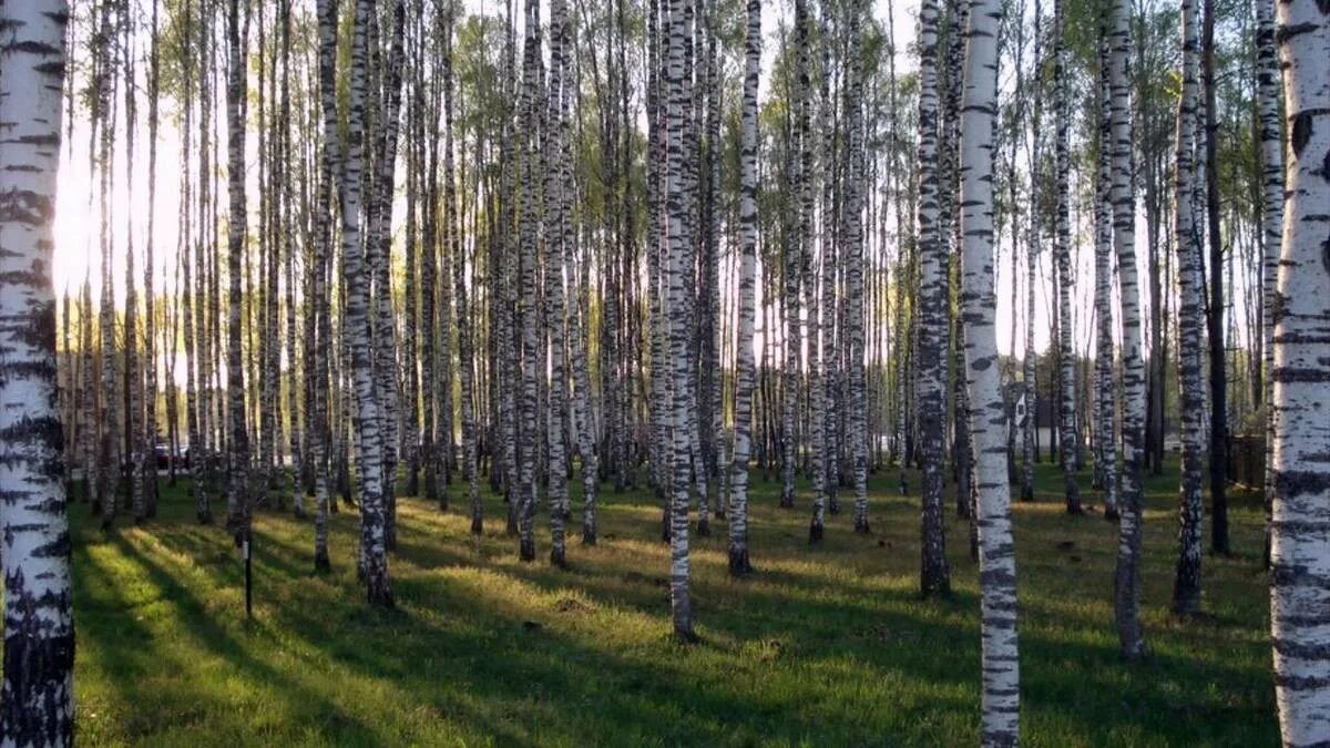 Ранней весной в березовой роще. Березовый лес Некрасовка. Березовая роща Красноярск. Березовая роща весной. Береза в Латвии.