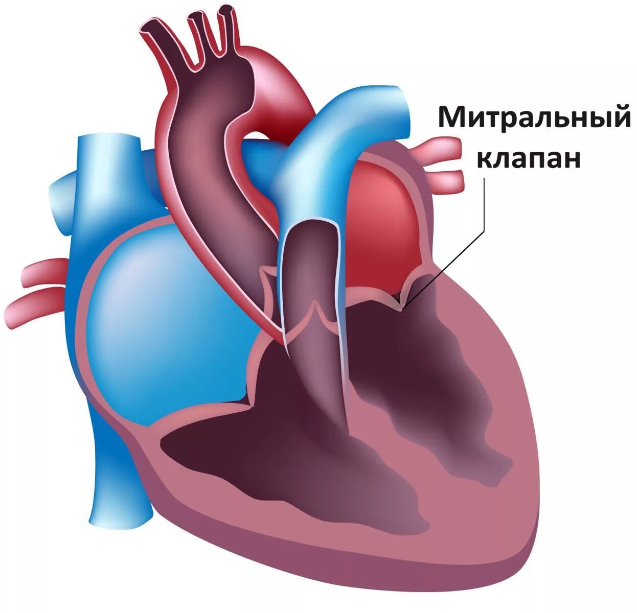 Пмк 1 степени что это такое. Анатомия митрального клапана сердца. левый желудочек и митральный клапан. ммтральный клапан сердце. пролапс митрального клапана 1 степени.