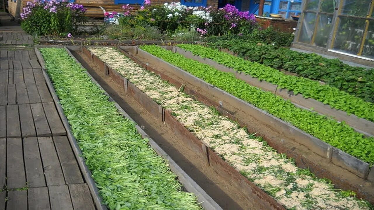 Митлайдер грядки. Посадка картофеля методом митлайдера. Метод митлайдера миттлайдеровские грядки. Схема посадок на грядках по митлайдеру. Ширину узкой грядки.