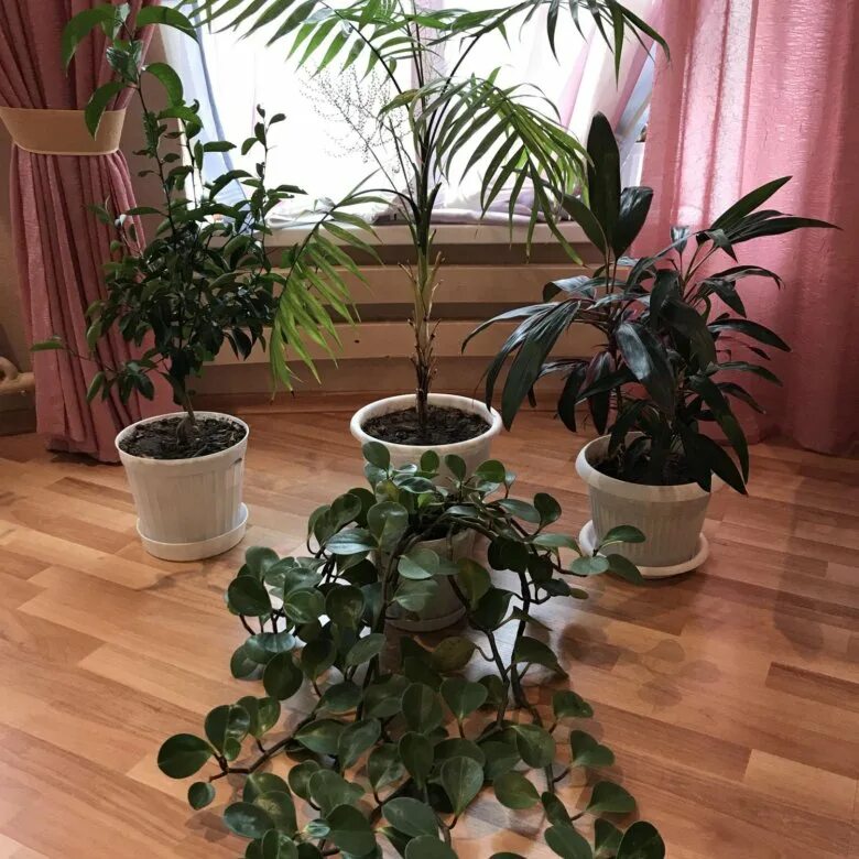 юла в екатеринбурге цветы комнатные. недорогие комнатные растения. диффенбахия комнатное растение. комнатные цветы сургут. монстера диффенбахия.