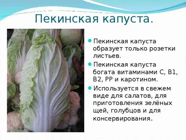 Можно ли собакам пекинскую капусту