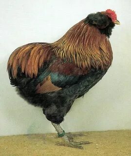 Курица опустила хвост вниз
