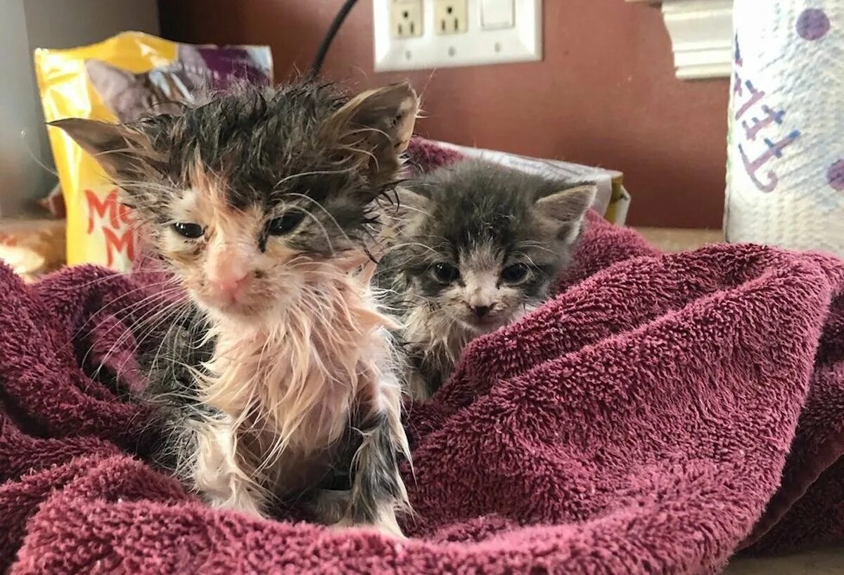 Бездомные кошки. Беспомощный котенок. Котенок мяукает. Котенок домой. Pet sister