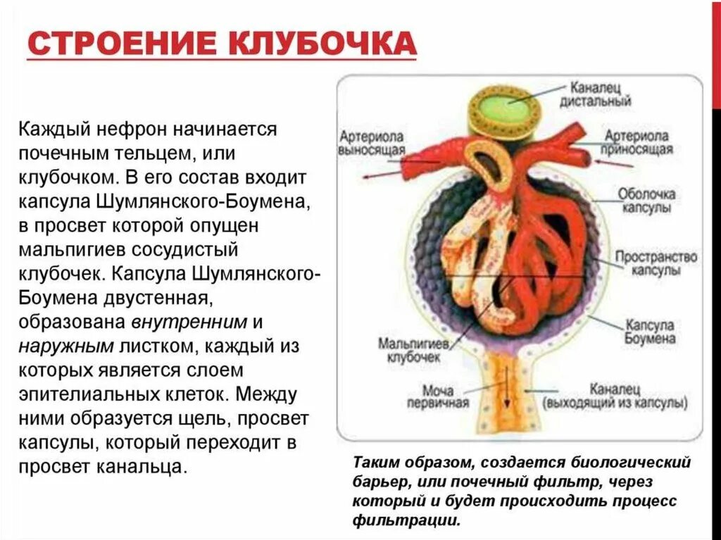 Какие структуры входят в нефрон. Строение сосудистого клубочка нефрона. строение почки капсула шумлянского боумена. строение клубочкового аппарата почки. сосудистый клубочек нефрона функции.