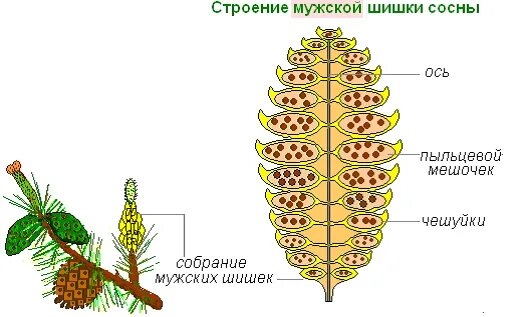 Где образуются пылинки у сосны. Мужская шишка сосны строение. Строение мужской шишки сосны обыкновенной. Строение мужской шишки голосеменных. Строение женской и мужской шишки сосны обыкновенной.