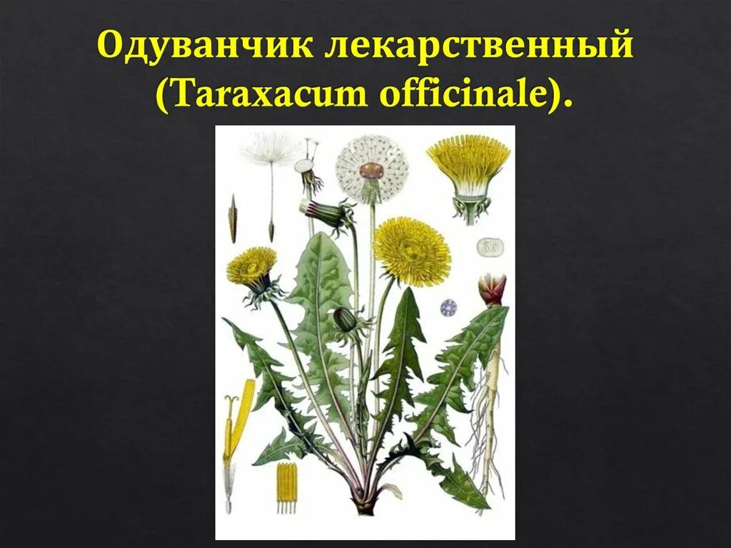 Одуванчик лекарственный – Taraxacum officinale. Соцветие одуванчика лекарственного. Формула цветка одуванчика лекарственного. Строение одуванчика. Одуванчик лекарственный род