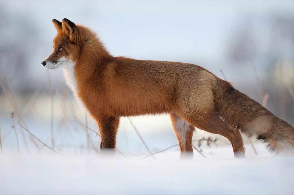 Задумчивая лиса. Лиса hd. Лиса. Foxs. Лиса на пне.