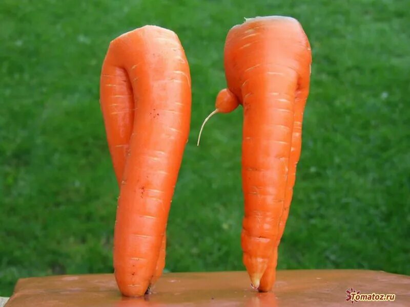 сок из морковки. морковь витаминная. морковный сок со сливками. морковь две штуки. морковь еда.