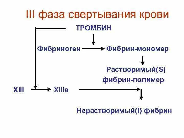 Свертывание крови тест. 3 Стадии свертывания крови. Схема 3 фазы гемокоагуляции. Сущность III фазы процесса свертывания крови. Схема свёртывания крови 3 этапа.