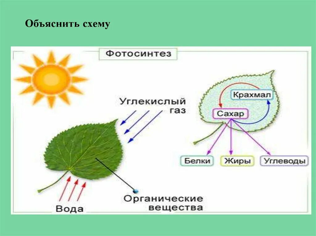 Общая схема фотосинтеза 10 класс. Фотосинтез 10 класс. Фотосинтез рисунок. Процесс фотосинтеза.