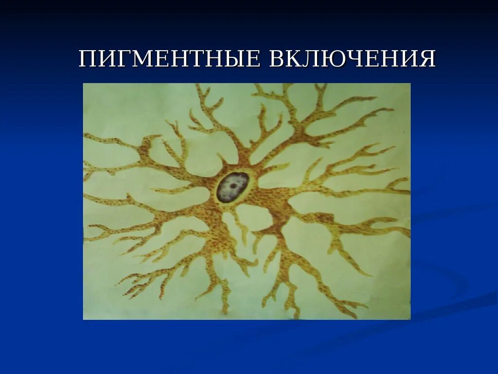 Пигментные включения гистология. Меланоциты пигментные клетки. Меланоцит рыба. Меланоциты рыбы. Функции меланина гистология.