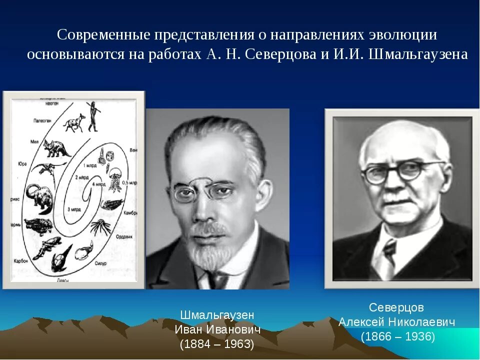 Направление эволюции северцов. Северцов и Шмальгаузен. А Н Северцов и и и Шмальгаузен. Северцов направления эволюции. Основные направления эволюции Северцов.