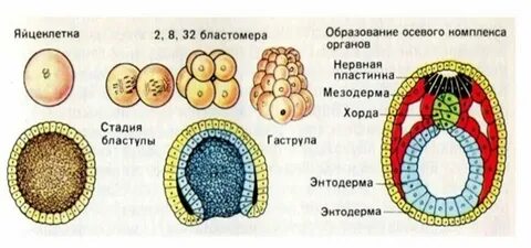 Зигота признаки зародыша