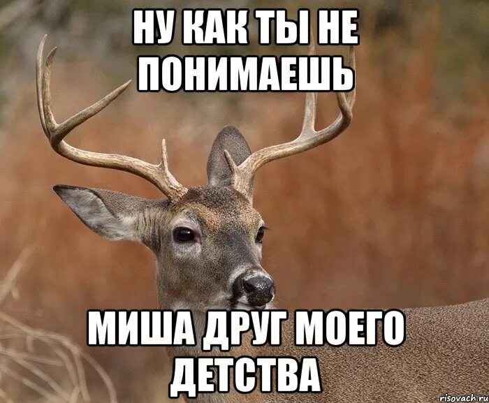 Мишенька не приятель ли