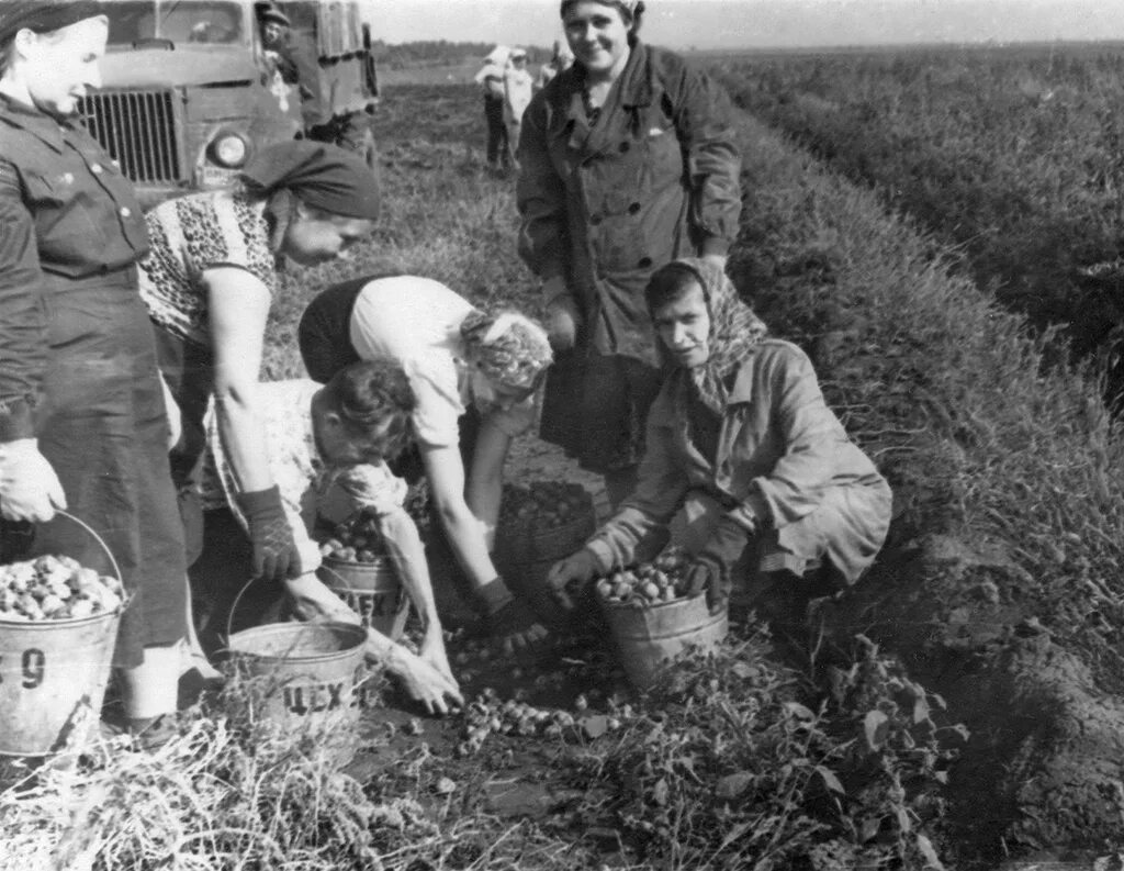 Совхоз куйбышево. Совхоз на уборке картошки. студотряд на картошку. студенты на картошке. совхоз уборка.