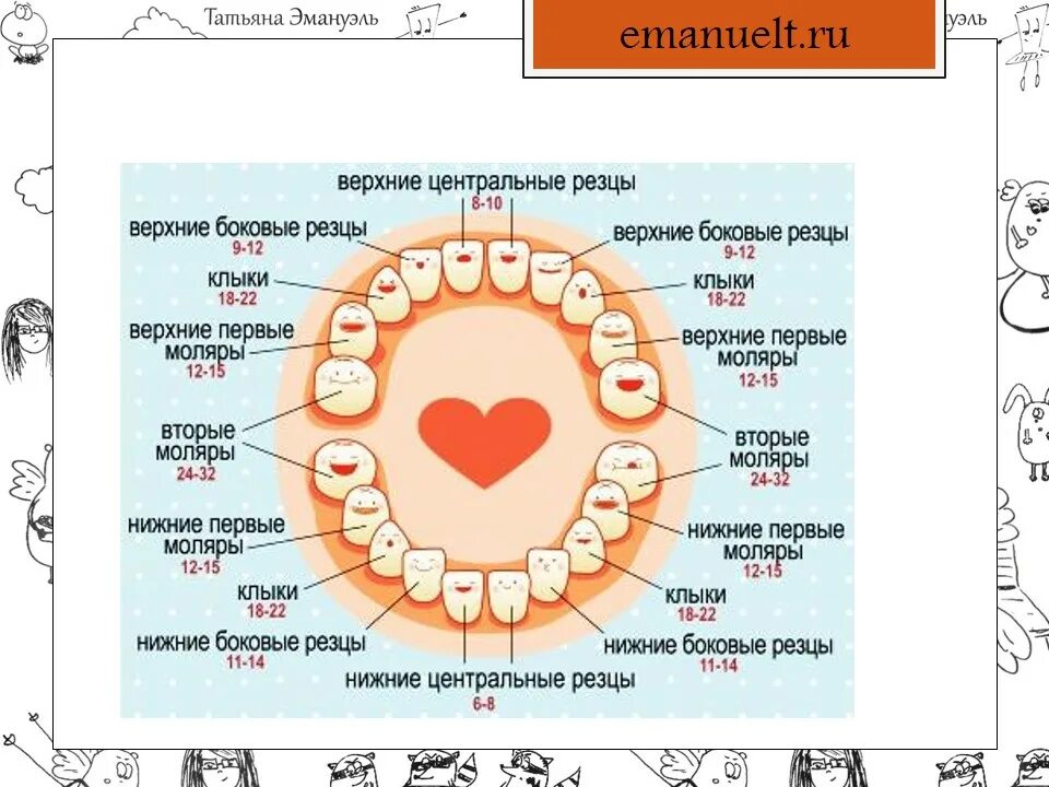 Прорезаются зубы температура. График прорезывания зубов. Зубы порядок прорезывания.