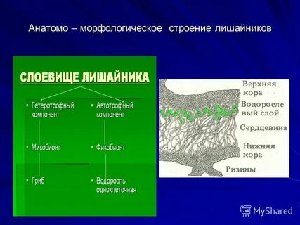 Компоненты лишайника