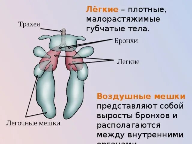 Воздушные мешки. Дыхательная система птиц воздушные мешки. Строение легких птиц. Схема дыхательной системы птицы. Легкие и легочные мешки.