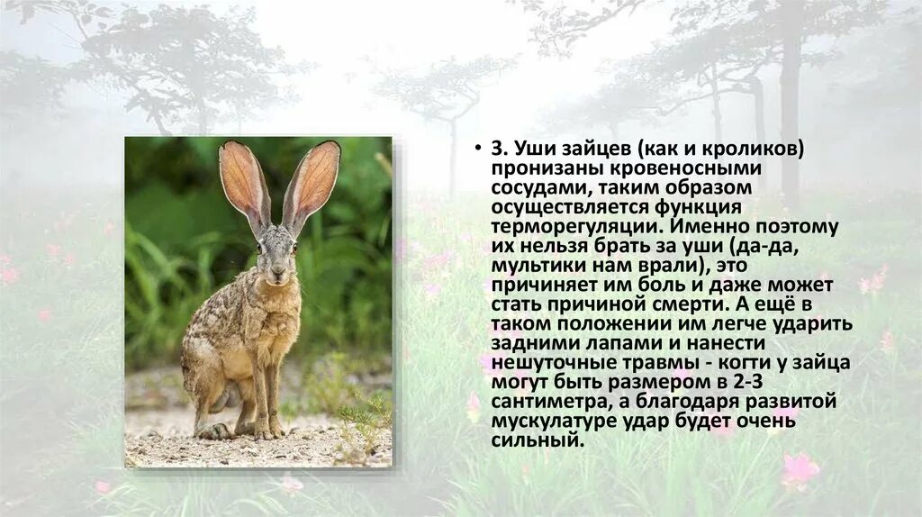 Почему уши у зайцев. Факты о зайцах. Интересные факты о зайчиках. Интересное о зайцах для детей. Факты про Зайцев.