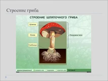 Назовите строение гриба