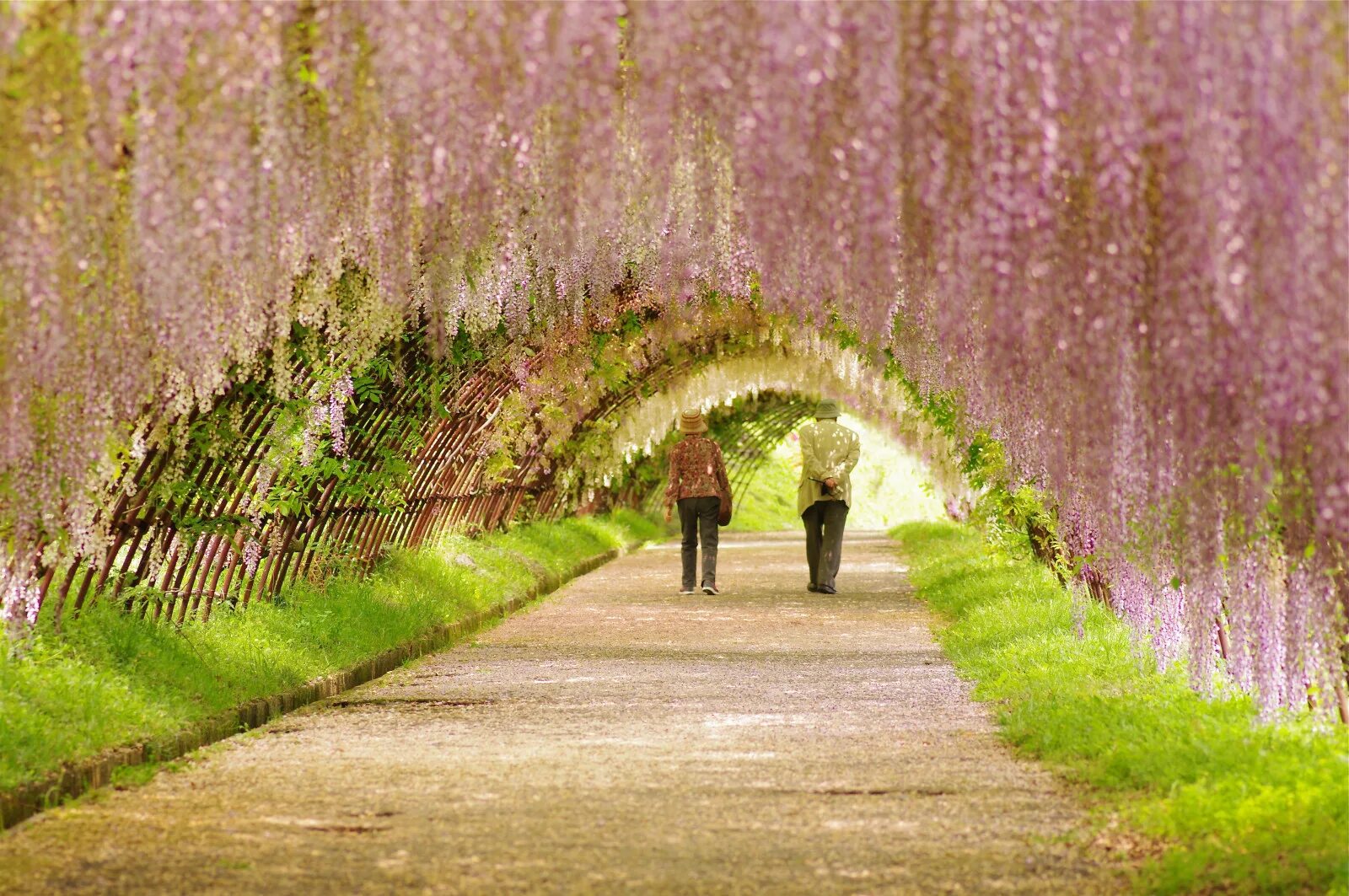 Красивые картинки на обои. Аллея глициний в Японии. Парк цветов Асикага в Японии. Тоннель Вистерия. Тоннель глициний в Японии.