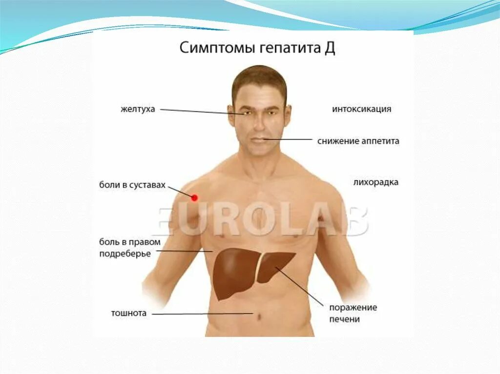 Если болит печень симптомы.