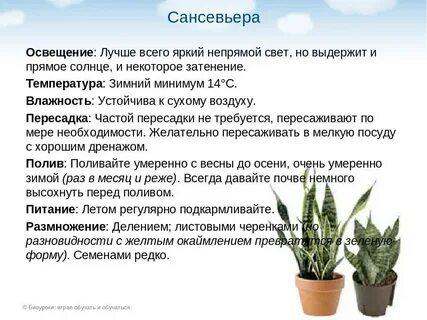 Сансевиерия какой грунт