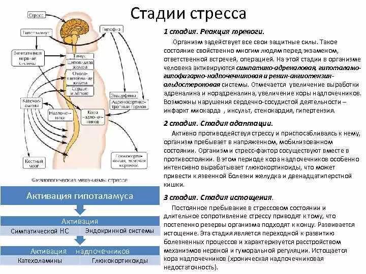 Реакция организма на гормоны. Взаимосвязь гормонов в организме человека. Эндокринная система и стресс. Гормоны человека схема. Стадии развития стресса.