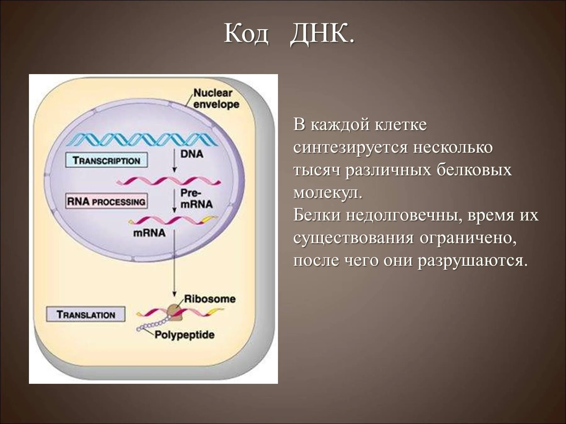 Днк находится в каждой клетке. Как кодируется информация в днк. код днк клетки. белок закодирован в днк.