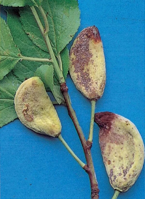 Тафрина сливовая. Тафрина на вишне. сумчатый гриб taphrina caerulescens. тафрина размножение. тафрина черемуховая.
