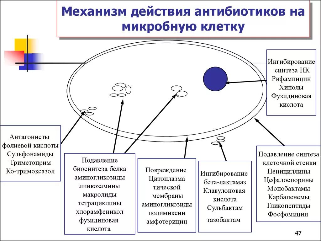 Группы антибиотиков механизм действия. Механизм действия антибиотиков на микробную клетку. Механизм воздействия антибиотиков на бактерии. Механизм воздействия антибиотиков на микробную клетку.. Механизмы воздействия антибиотиков на бактериальную клетку.