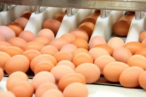 На птицефабрике упаковали 860 яиц в большие