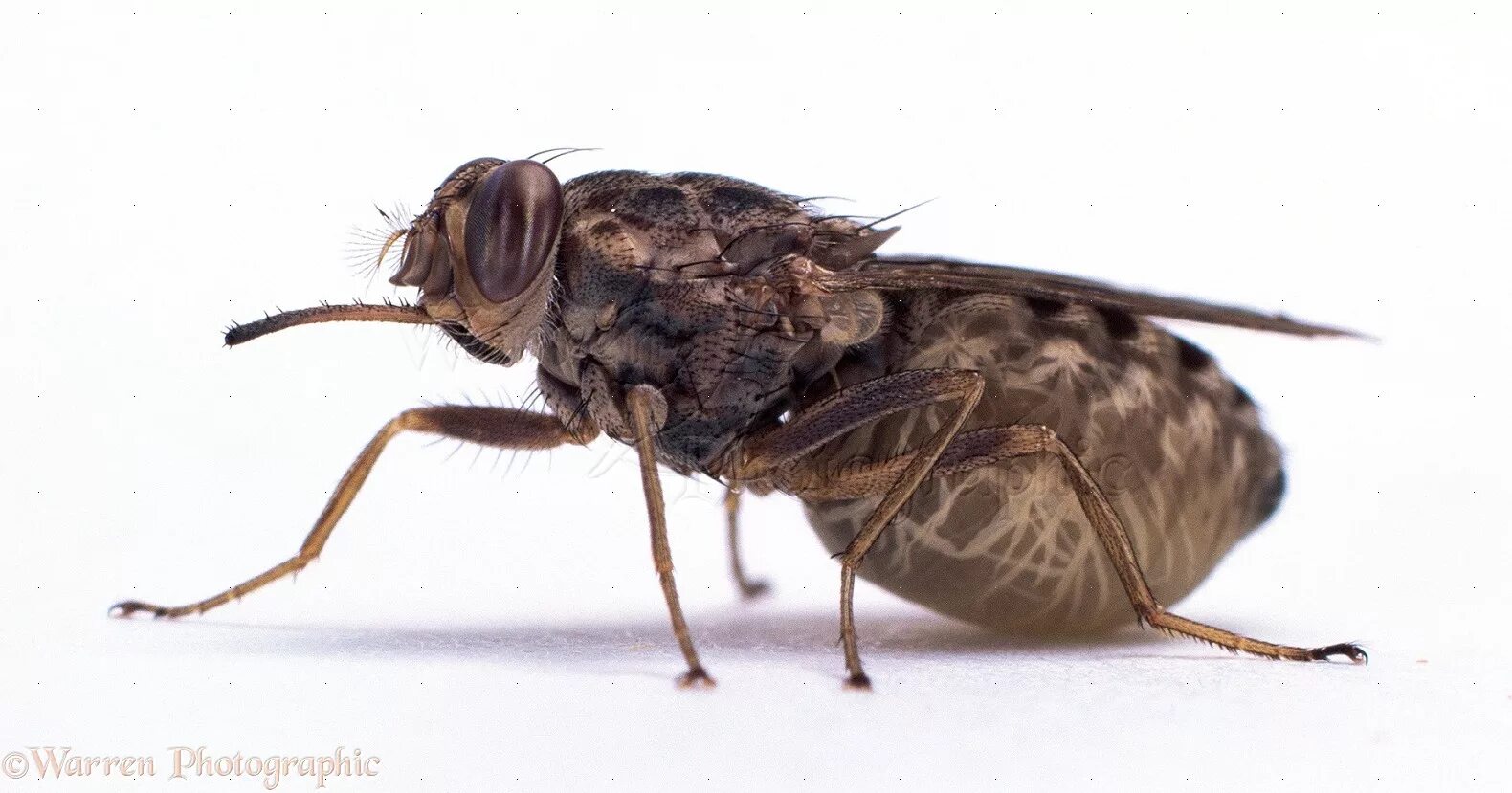 Tsetse fly. Муха ЦЕЦЕ. Африканская Муха ЦЕЦЕ. Муха ЦЕЦЕ хоботок. Муха Цуцу.