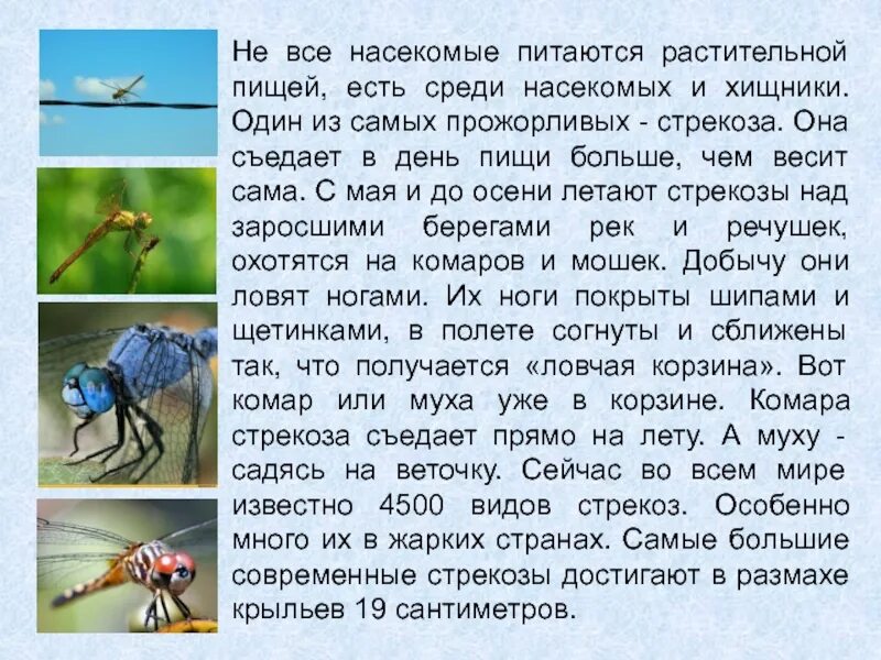 Рабочие листы кто что ест 3 класс. Насекомые 3 класс окружающий мир. насекомые доклад чем питаются. окружающий мир кто чем питается. питание насекомых 3 класс.
