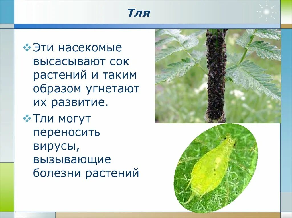 Человек тля. Вредители культурных растений. насекомые вредители культурных растений. тля это насекомое вредитель. сообщение на тему насекомые вредители.