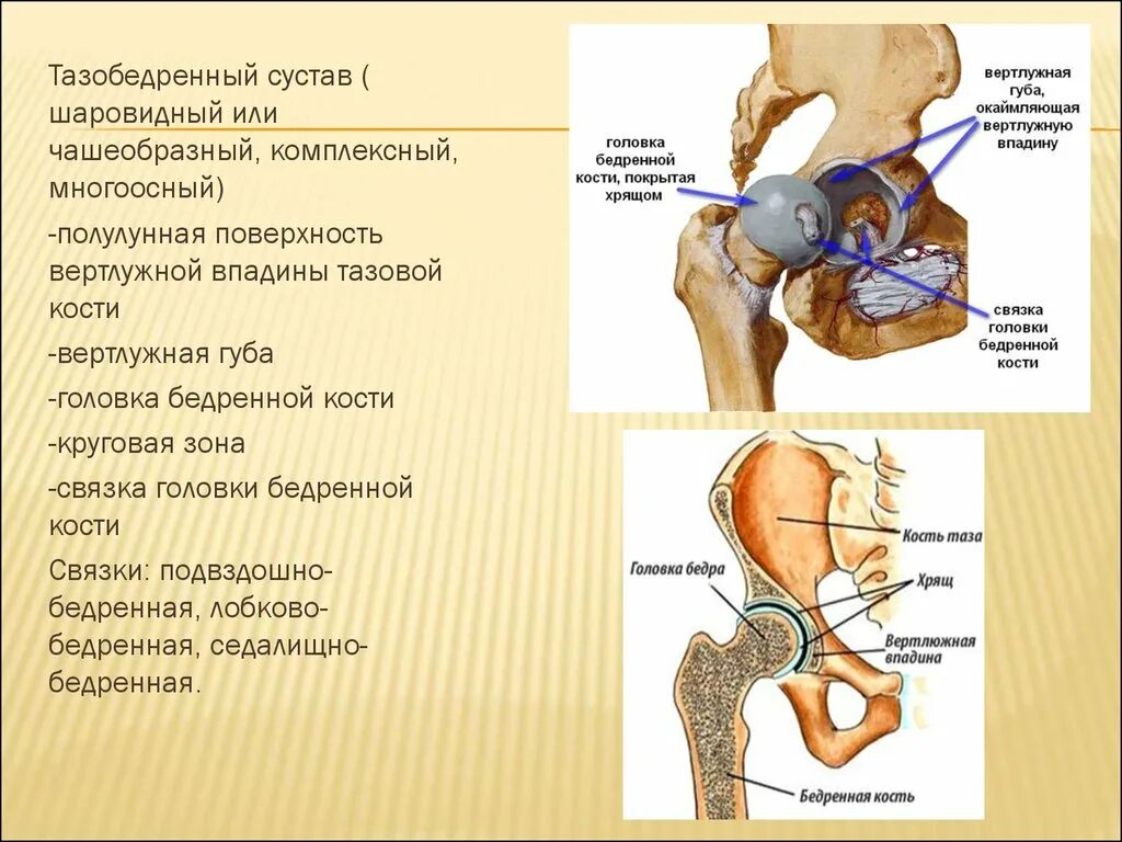 Бедренный сустав анатомия строение. Вертлужная впадина тазобедренного сустава анатомия. Тазобедренный сустав анатомия строение. Анатомическая структура тазобедренного сустава. Правый бедренный сустав