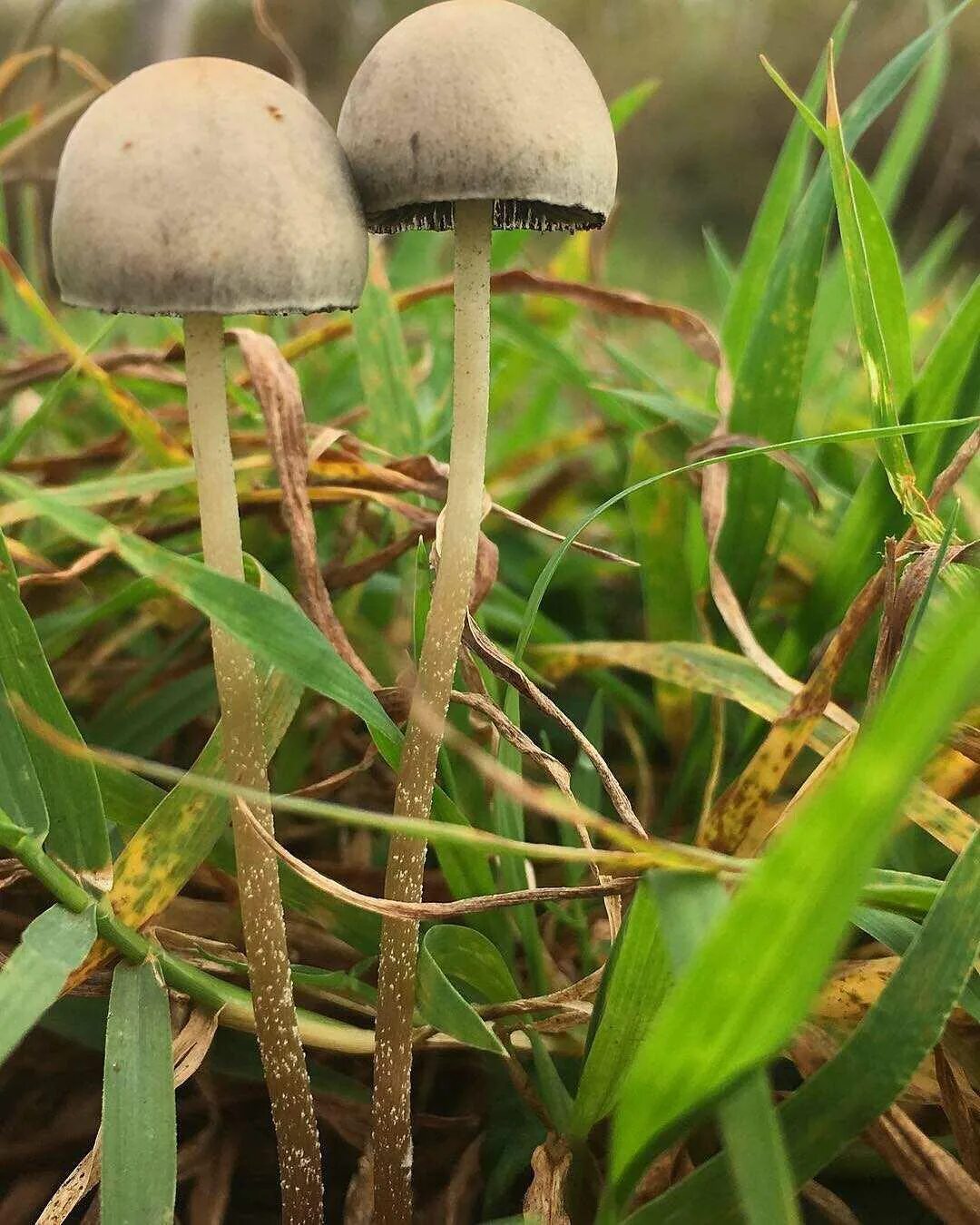Панеолус лосиный гриб. Панеолус. Panaeolus sphinctrinus панеолус. Панеолус колокольчатый (panaeolus sphinctrinus). Панеолус каемчатый.